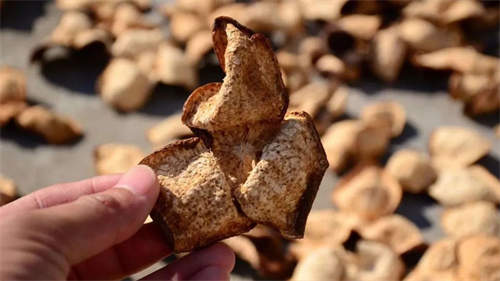 白術和蒼術陳皮可以共用嗎