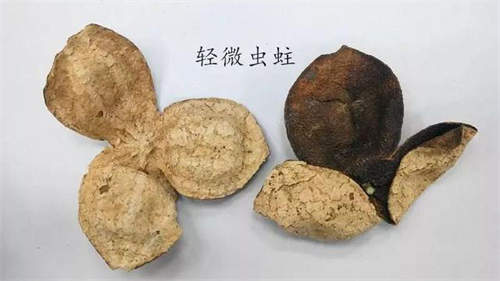 新會陳皮生蟲了還能吃嗎 2