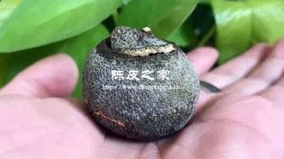 陳皮在陳化的過程中長白色的原因