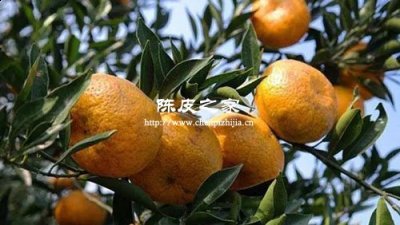 別的地方種植新會柑橘可以嗎