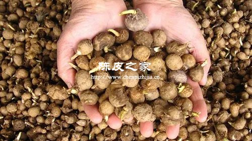 陳皮為什么不能和半夏一起用