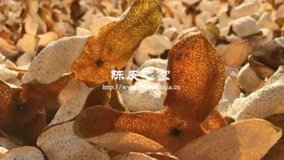 陳皮需要多久拿出來曬一曬