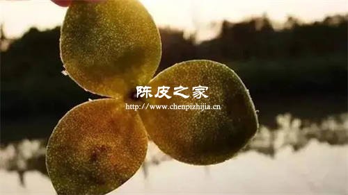 新會(huì)陳皮透光性測試