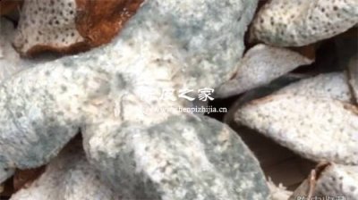 陳皮發霉有幾種情況 如何處理