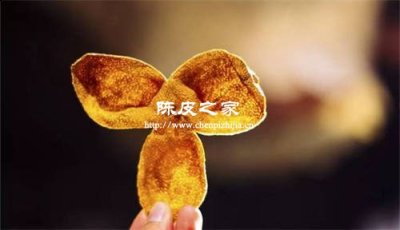 新會陳皮的“油室”特征