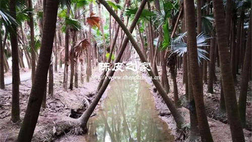 新會陳皮產(chǎn)區(qū)之南坦陳皮怎么樣