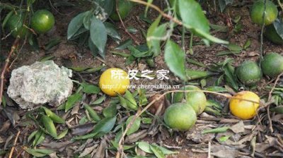 落地皮和扯蒂皮都有哪些區別