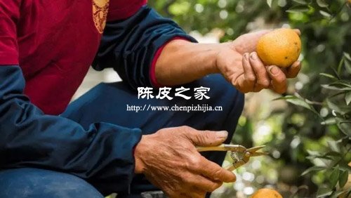正宗陳皮的制作過程是什么樣的