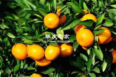 采摘時(shí)期不同的新會(huì)陳皮都有哪些別稱