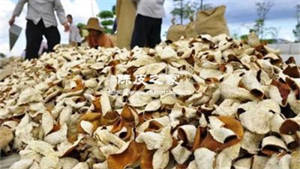 2023年陳皮的價格 