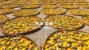 陳皮第一次曬多長時間最好