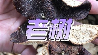 新會老樹陳皮有什么特點