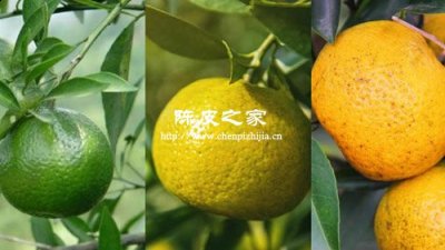 青皮二紅皮大紅皮哪個好