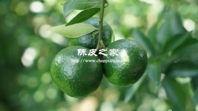 做陳皮要青果還是熟果