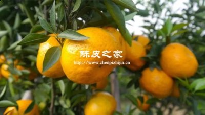 做陳皮的橘子什么時(shí)候采摘最好