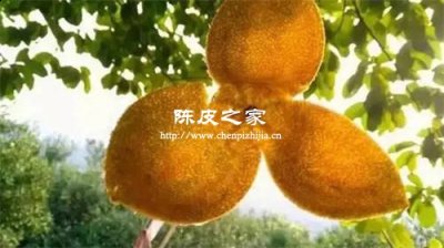 自己曬的橘子皮三年多了和陳皮有什么區別