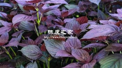 紫蘇艾草生姜泡澡的功效與禁忌