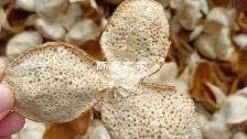 放了兩年的橘子皮也叫陳皮嗎