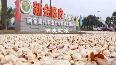 新會陳皮一線產區是哪幾個