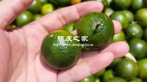 耙耙柑的皮曬干了和橘子皮有一樣的功效嗎