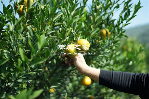新會(huì)陳皮什么時(shí)候采摘最好