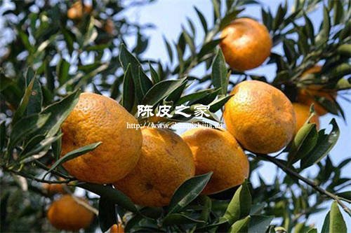新會陳皮是用什么橘皮做的