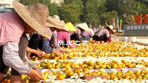 新會陳皮第一次需要曬多久