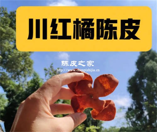川陳皮和廣陳皮有什么區(qū)別