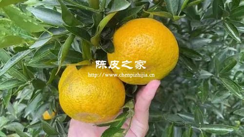 新會(huì)陳皮就是普通的橘子皮嗎