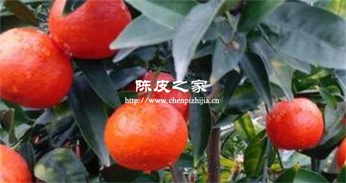大紅陳皮果喝了有什么好處