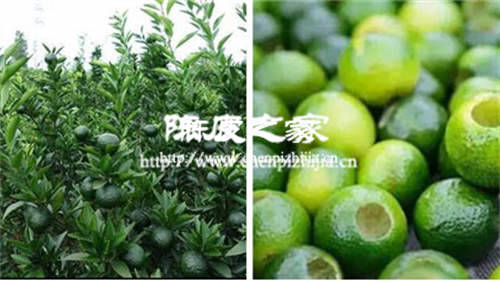 檸檬燉金桔陳皮有什么功效