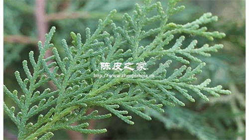 側柏葉和陳皮可以泡水喝嗎