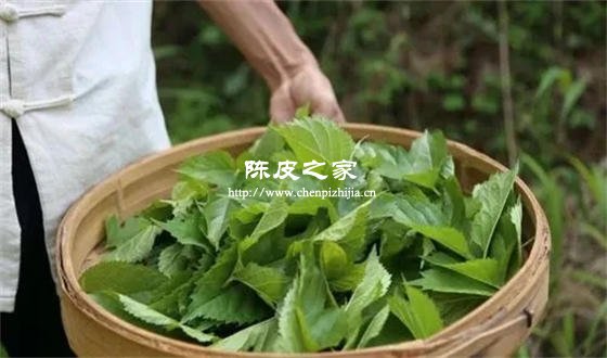 陳皮和桑葉一起喝治什么病