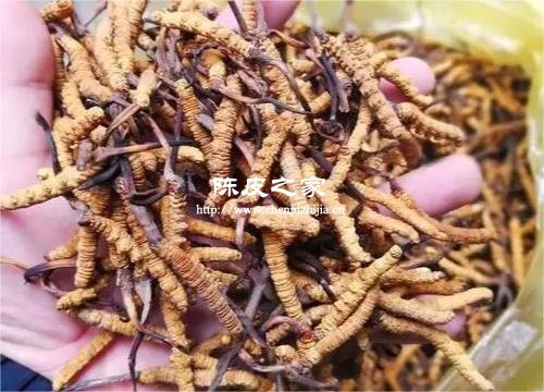 蟲草與陳皮能一起煮水喝嗎