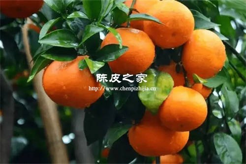 同一個(gè)柑果樹為什么柑皮厚度不一樣