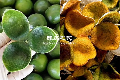 新會陳皮是青皮的好還是紅皮的好