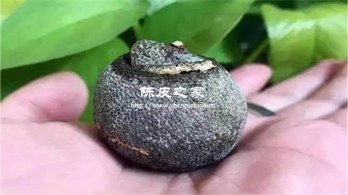 陳皮密封的里面有白色的東西