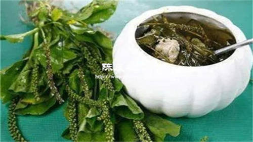 車前草和生姜陳皮一起煮水有什么功效