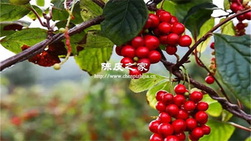 五味子加陳皮能泡水喝嗎