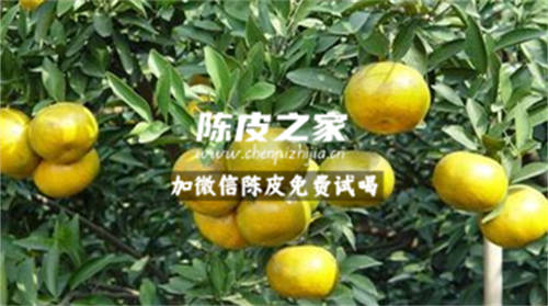 新會柑剝皮前需不需要清洗