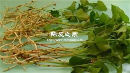 陳皮和草晶華魚腥草可以一起飲用嗎