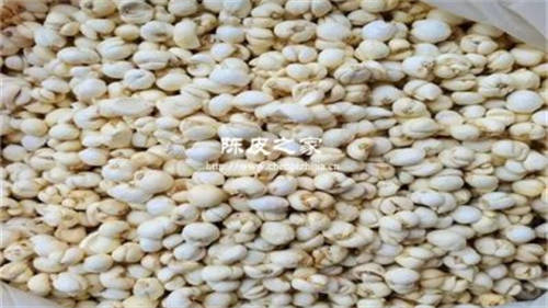 川貝陳皮和大棗能一起煮嗎