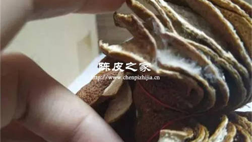 新會陳皮發綠毛還能用嗎