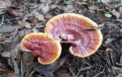 靈芝片配陳皮泡水喝的好處