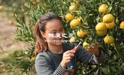 陳皮柑要洗干凈才能剝皮嗎