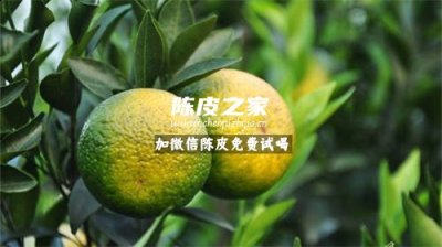 陳皮原枝柑和圈枝柑的區別是什么
