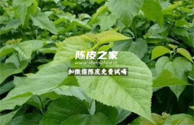 桑葉陳皮泡水喝有什么功效