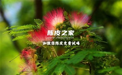 榕樹(shù)花煲陳皮有什么功效