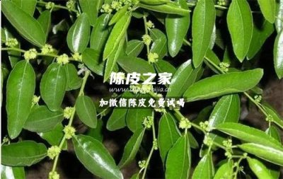 酸棗葉可以和陳皮一起喝嗎