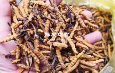 冬蟲夏草加陳皮的功效